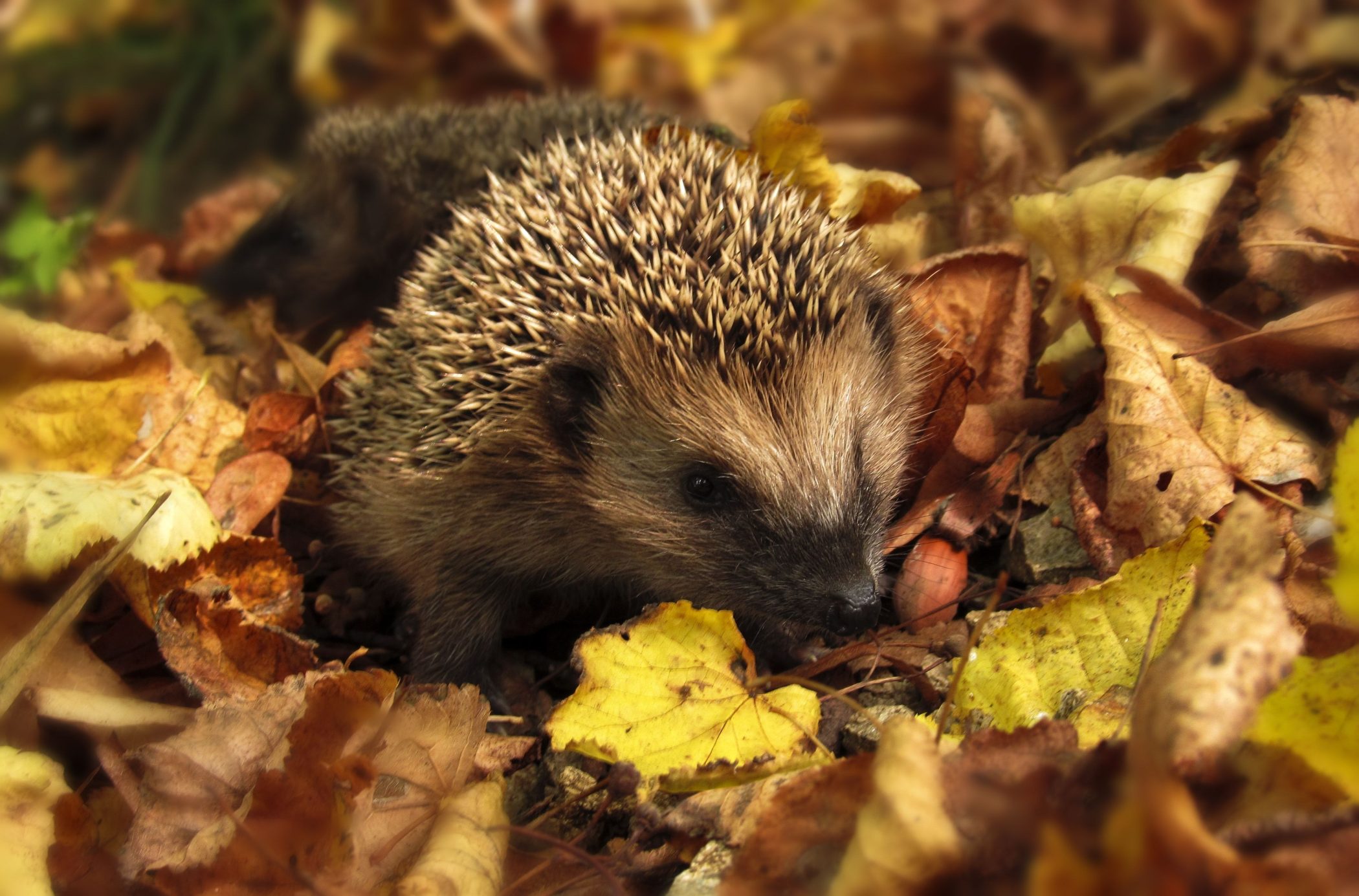 A hedgehog nestling in a pile of leaves